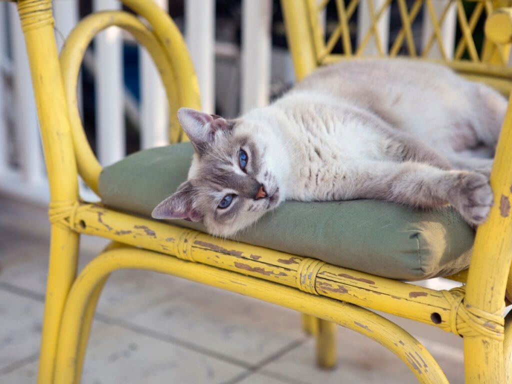  Cat lounging on a lemon yellow wicker chair for lemon home decor inspiration and cozy coastal style.