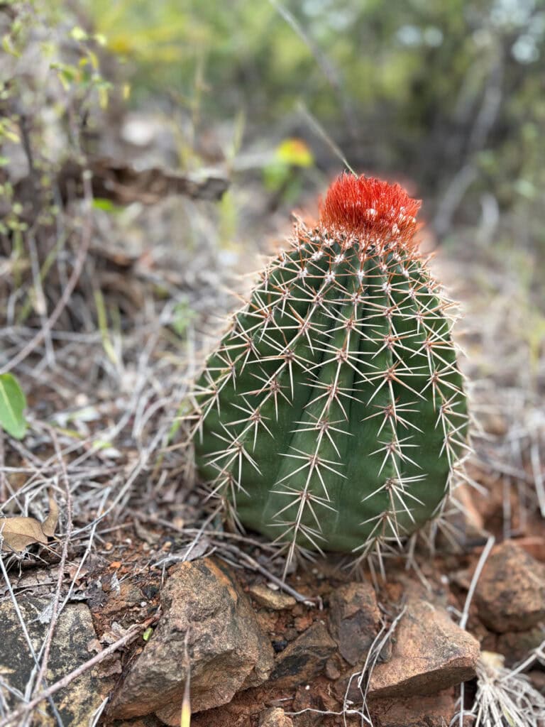 Close-up of a vibrant cactus blooming with red flowers on the Ram Head Trail, St. John, USVI.