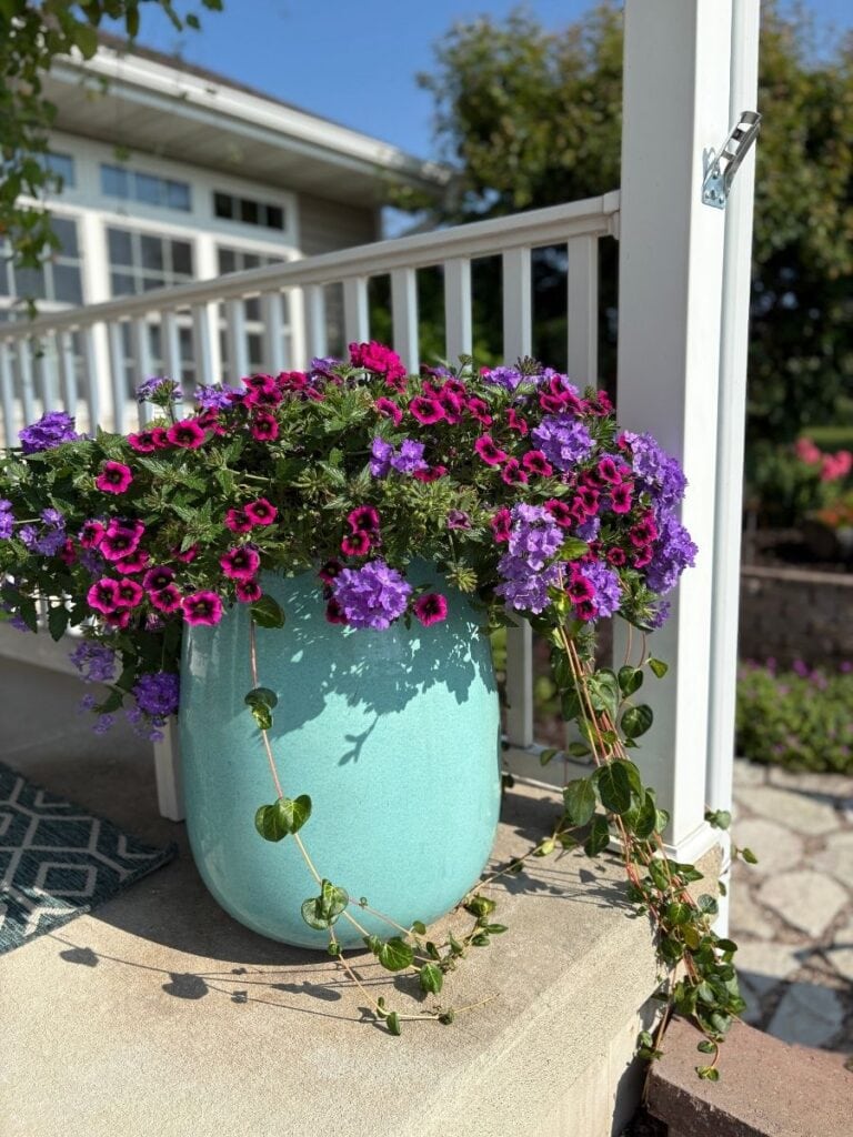 Deep purple and pink flowers cascading in planter