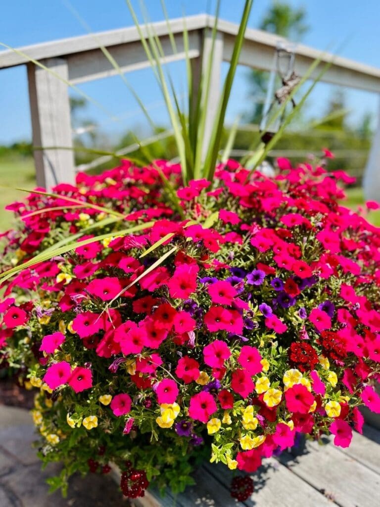 Bright pink, yellow, and purple flowers in round planter