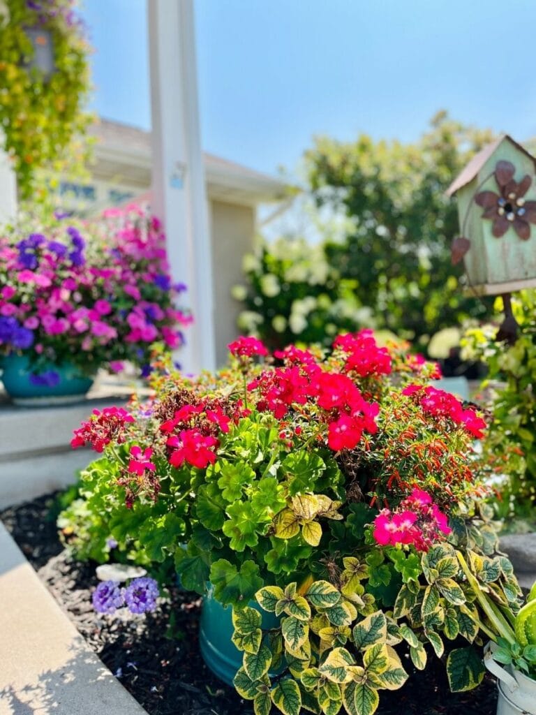 Purple and pink flowers with trailing ivy