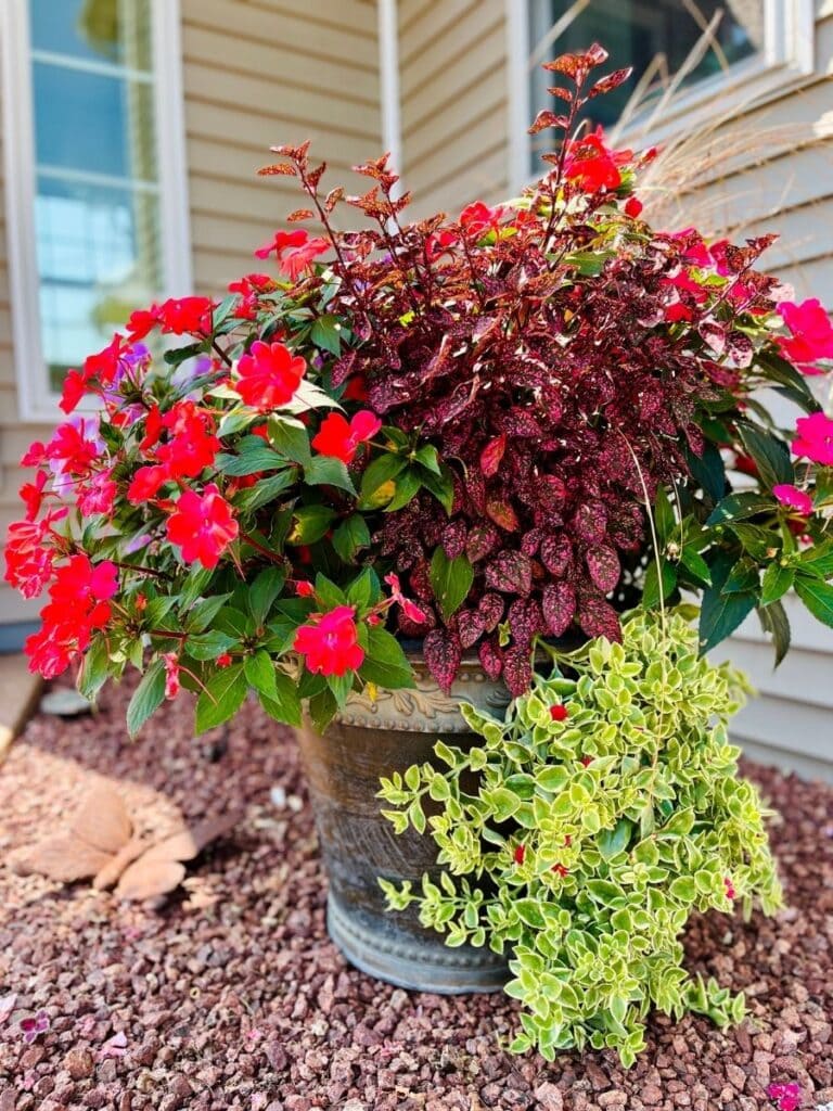 Pink flowers with purple foliage in decorative planter