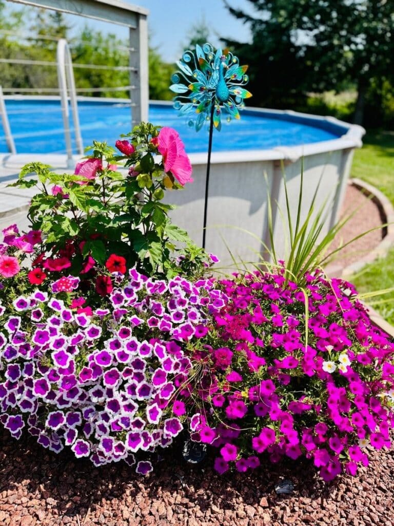Deep purple and pink flowers cascading in planter