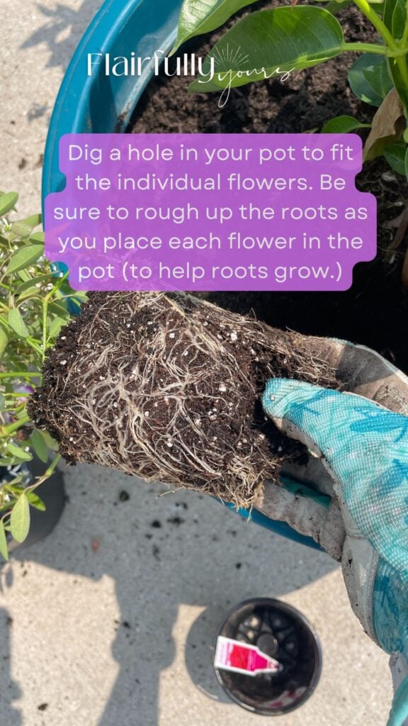Close-up of a gloved hand holding a plant with roots ready to be planted in a blue outdoor flower pot with soil